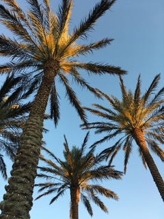 Palms with Golden Light Color Photography, Landscape, 8x10Inches