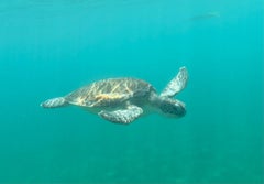 Tartaruga marina di Thomas Thomas