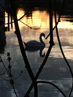"Swan Silhouette Framed by Swamp Trees", Photorealism, 8 x 10 color photo 2025