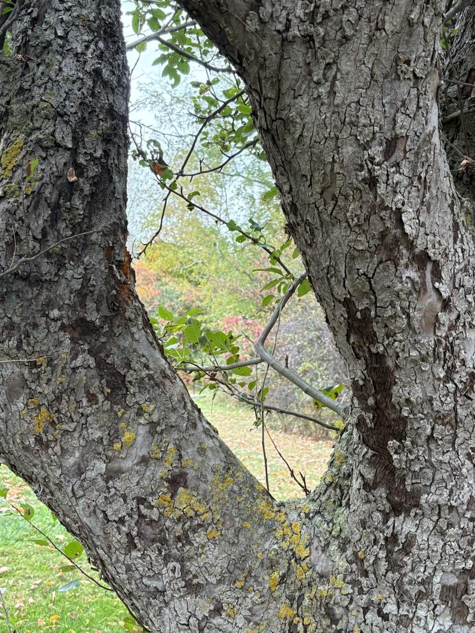 Tree Framing Autumn Beauty, Color Photography Print, 8 x 10, 2026