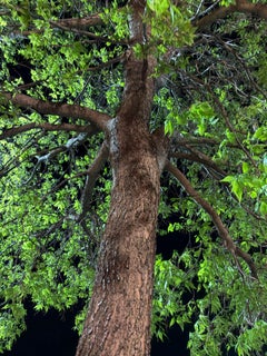 "Baum mit dunkler Rinde in Corktown, Detroit" Fotorealistische Farbfotografie 8 x 10