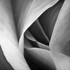 Grey Petals Untitled 29 40 X 40