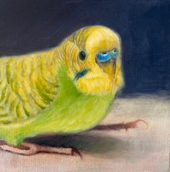 Yellow Parakeet Portrait