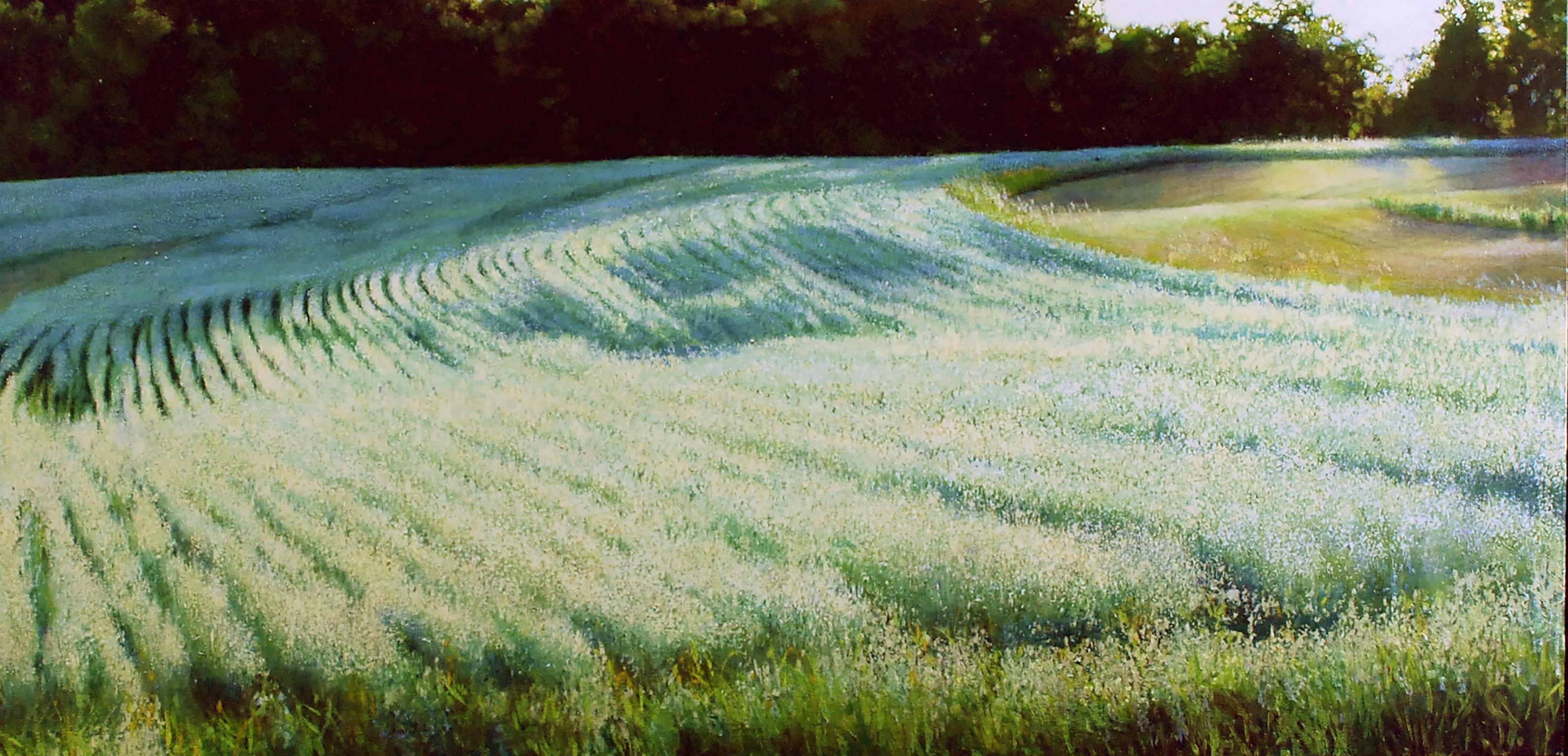 Deborah Ebbers Landscape Painting – Barley Field - In Full Bloom on Rolling Hills, Oil on Canvas