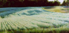 Barley Field - In Full Bloom on Rolling Hills, Oil on Canvas