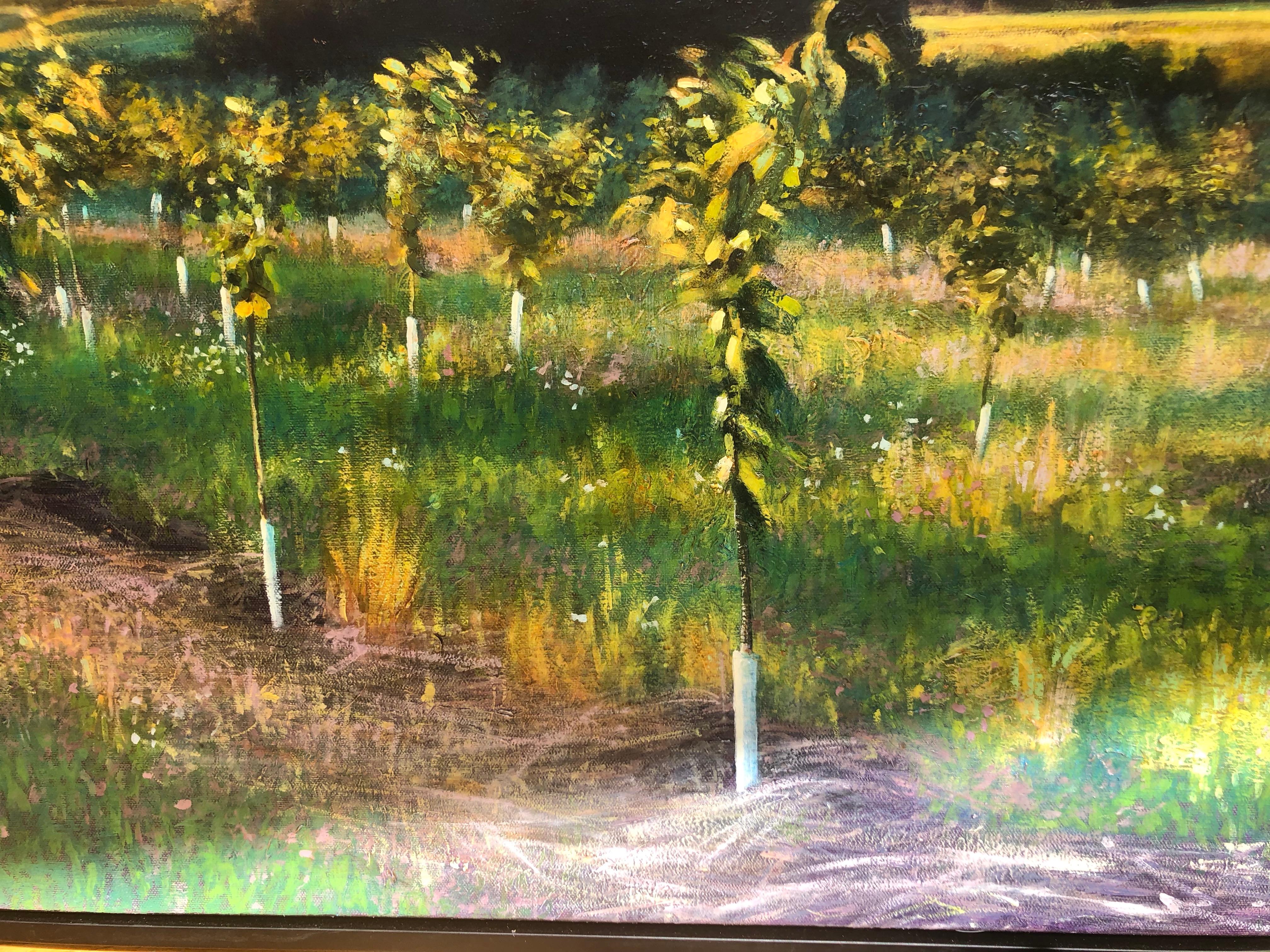 Orchard Path - Original Oil Painting of Orchard and Hills Bathed in Spring Light 6