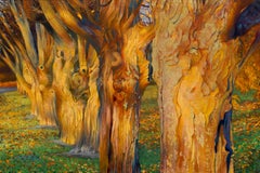 Witness Trees, Sugar Maples Bathed in Afternoon Light, Original Oil On Canvas