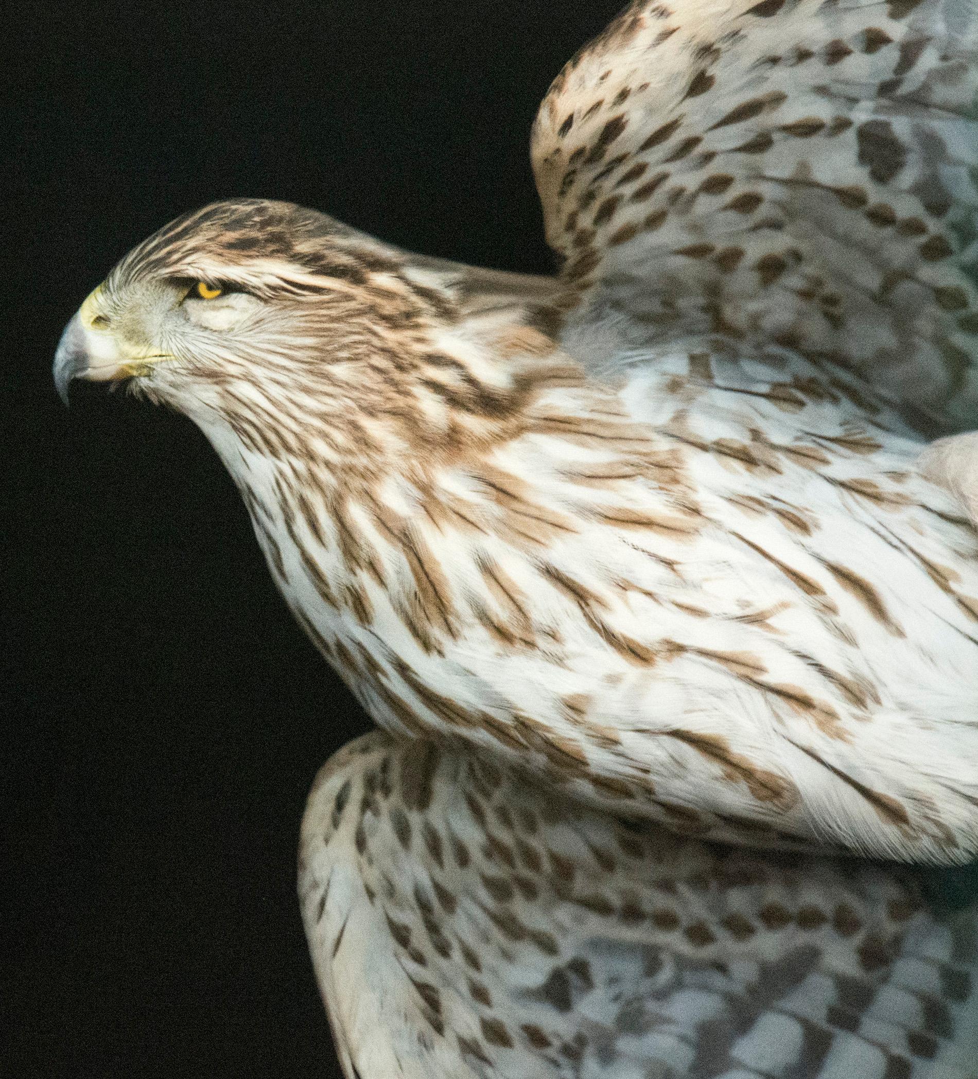Cooper's Hawk VI & II - sharp, detailed, figurative, bird, pigment photograph (Zeitgenössisch), Photograph, von Deborah Samuel