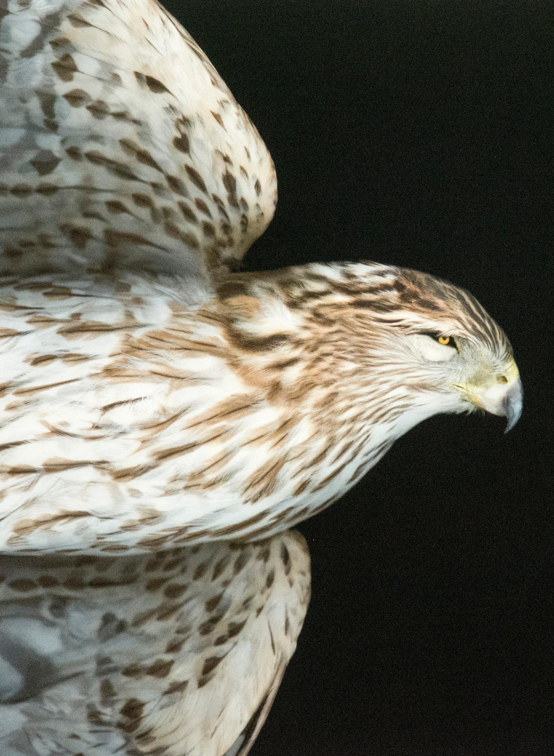 Cooper's Hawk VI & II - sharp, detailed, figurative, bird, pigment photograph (Schwarz), Still-Life Photograph, von Deborah Samuel