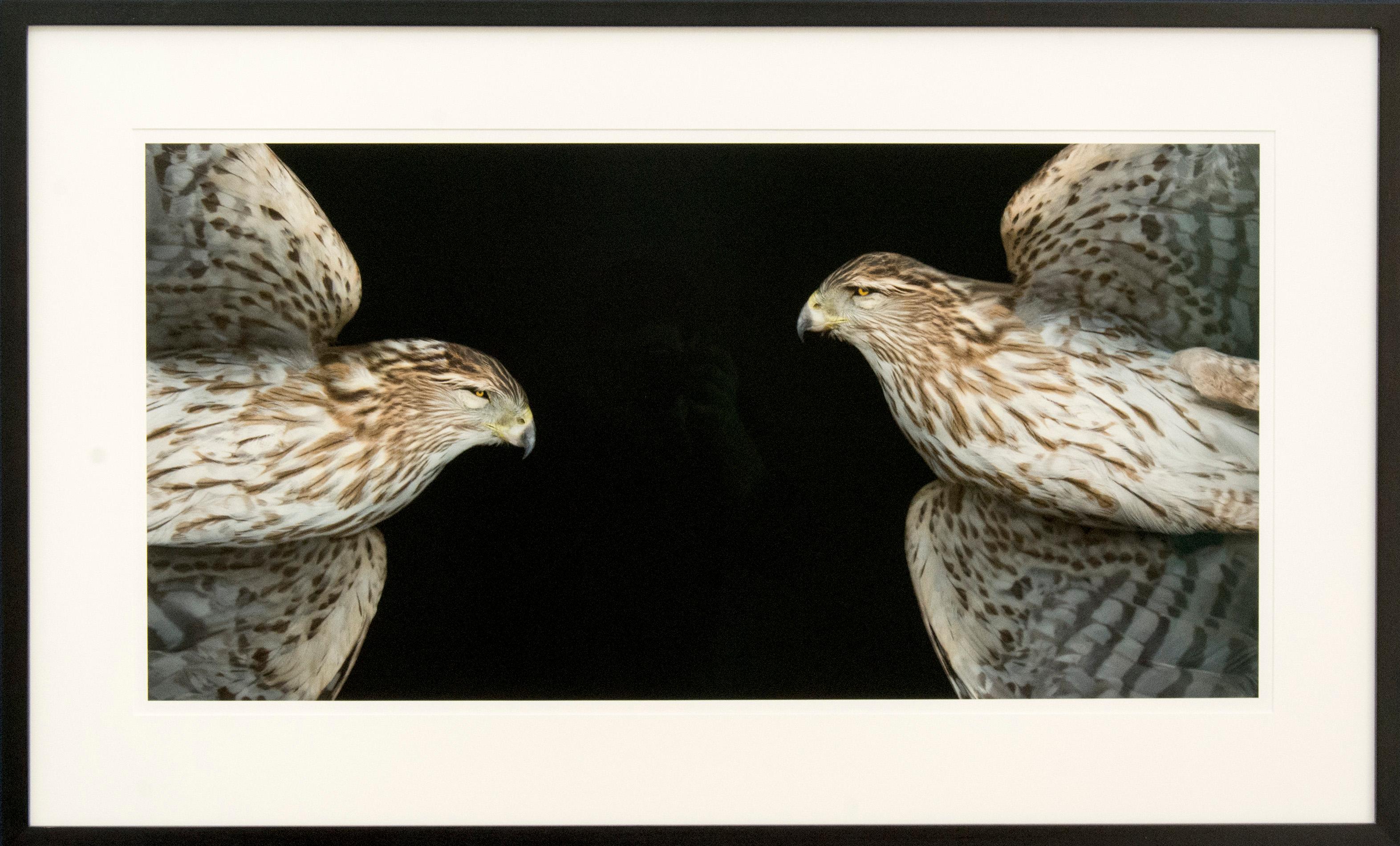 Cooper's Hawk VI & II - sharp, detailed, figurative, bird, pigment photograph – Photograph von Deborah Samuel
