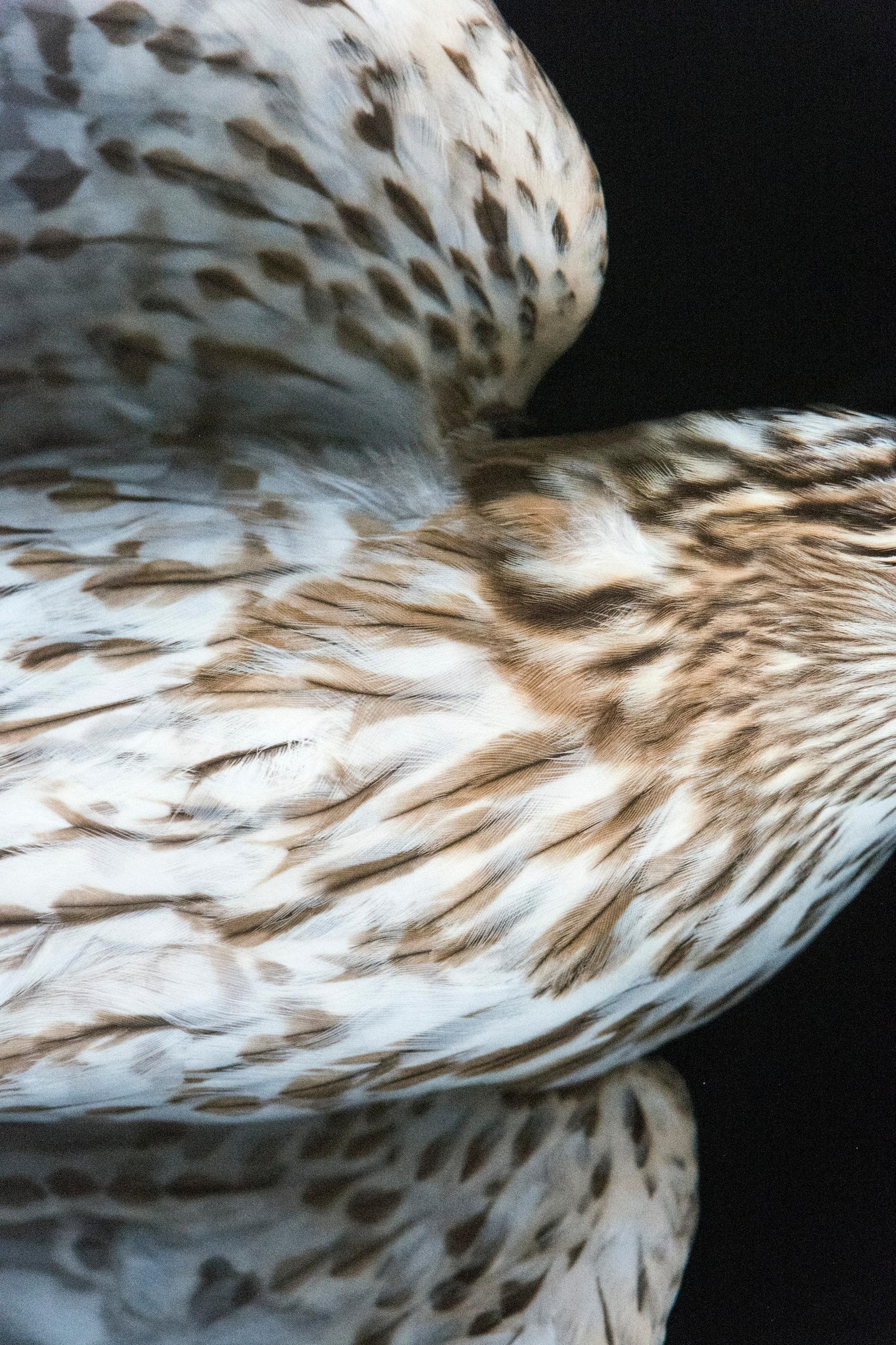 Cooper's Hawk VI & II - sharp, detailed, figurative, bird, pigment photograph im Angebot 1