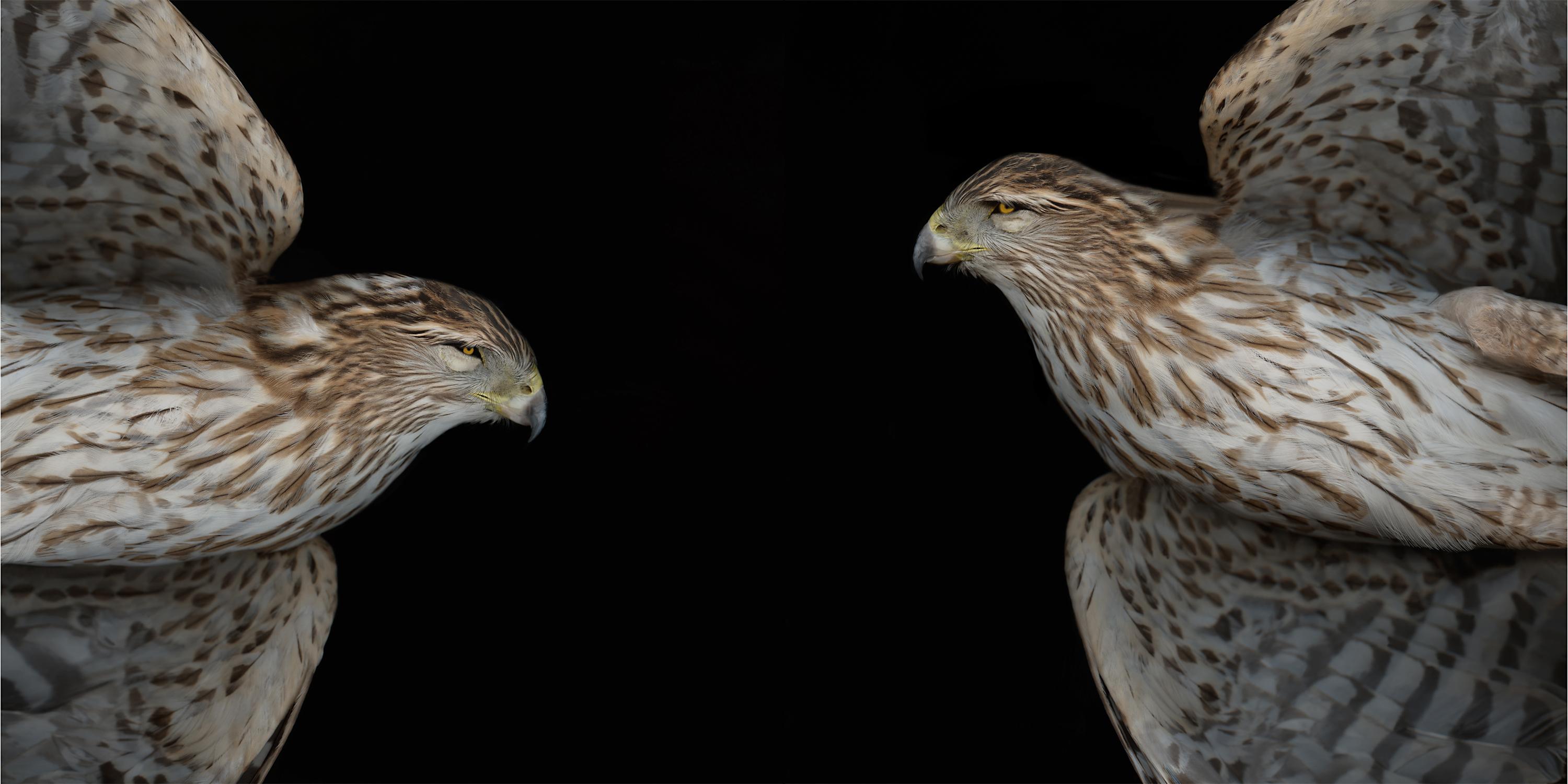 Cooper's Hawk VI & II - sharp, detailed, figurative, bird, pigment photograph