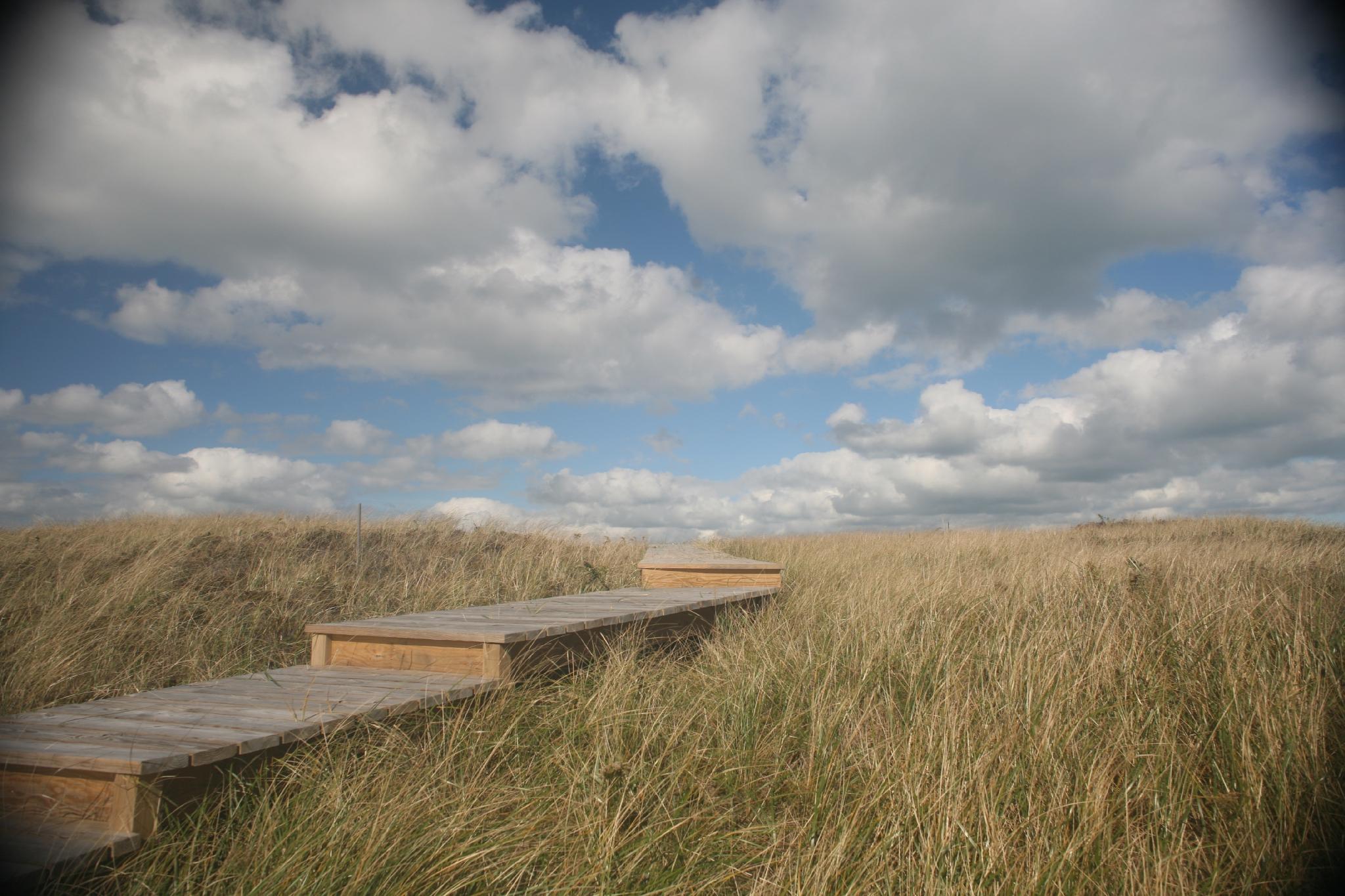 Debranne Cingari Landscape Photograph - Pathway to Heaven