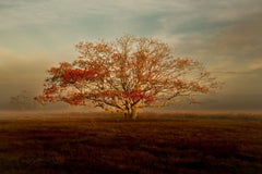 La quiete nel Serengeti