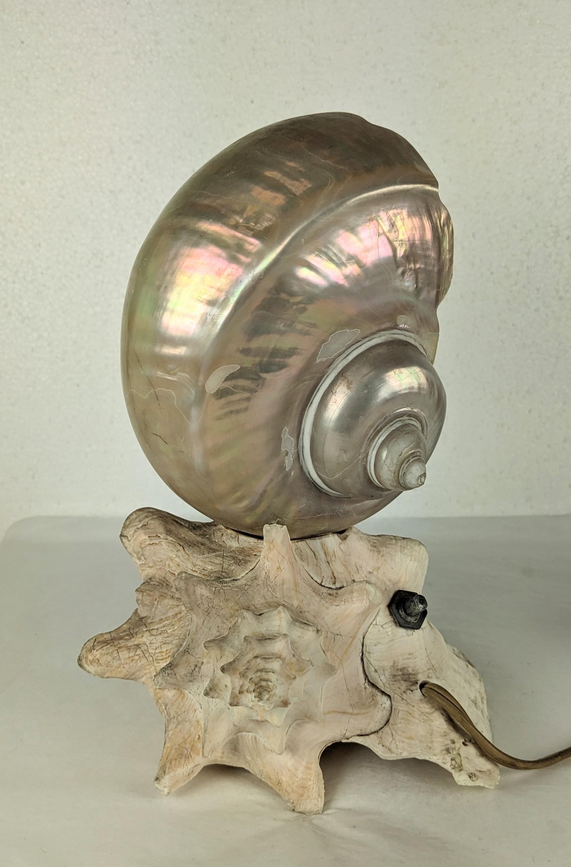 nautilus conch shell