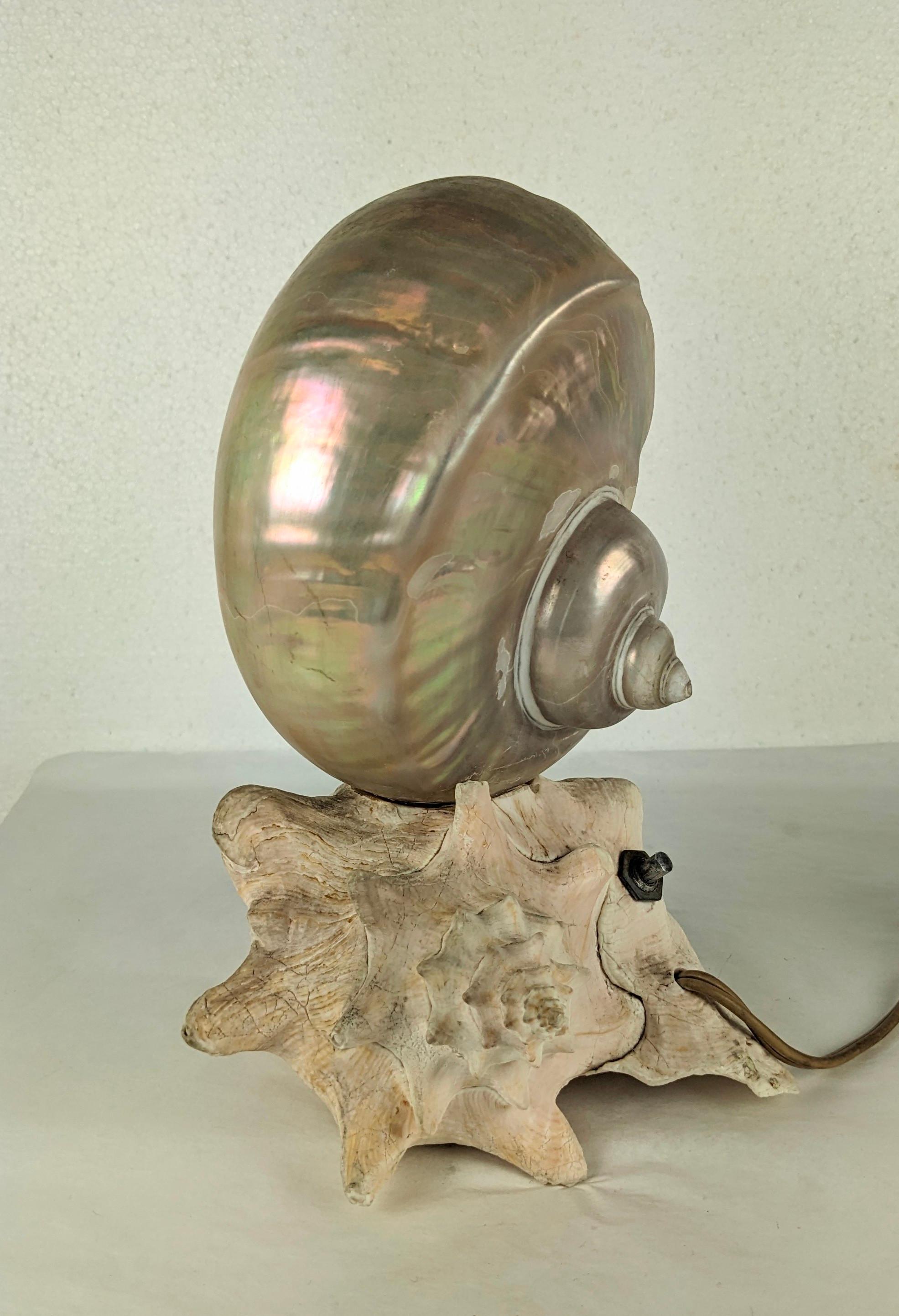conch shell lamps
