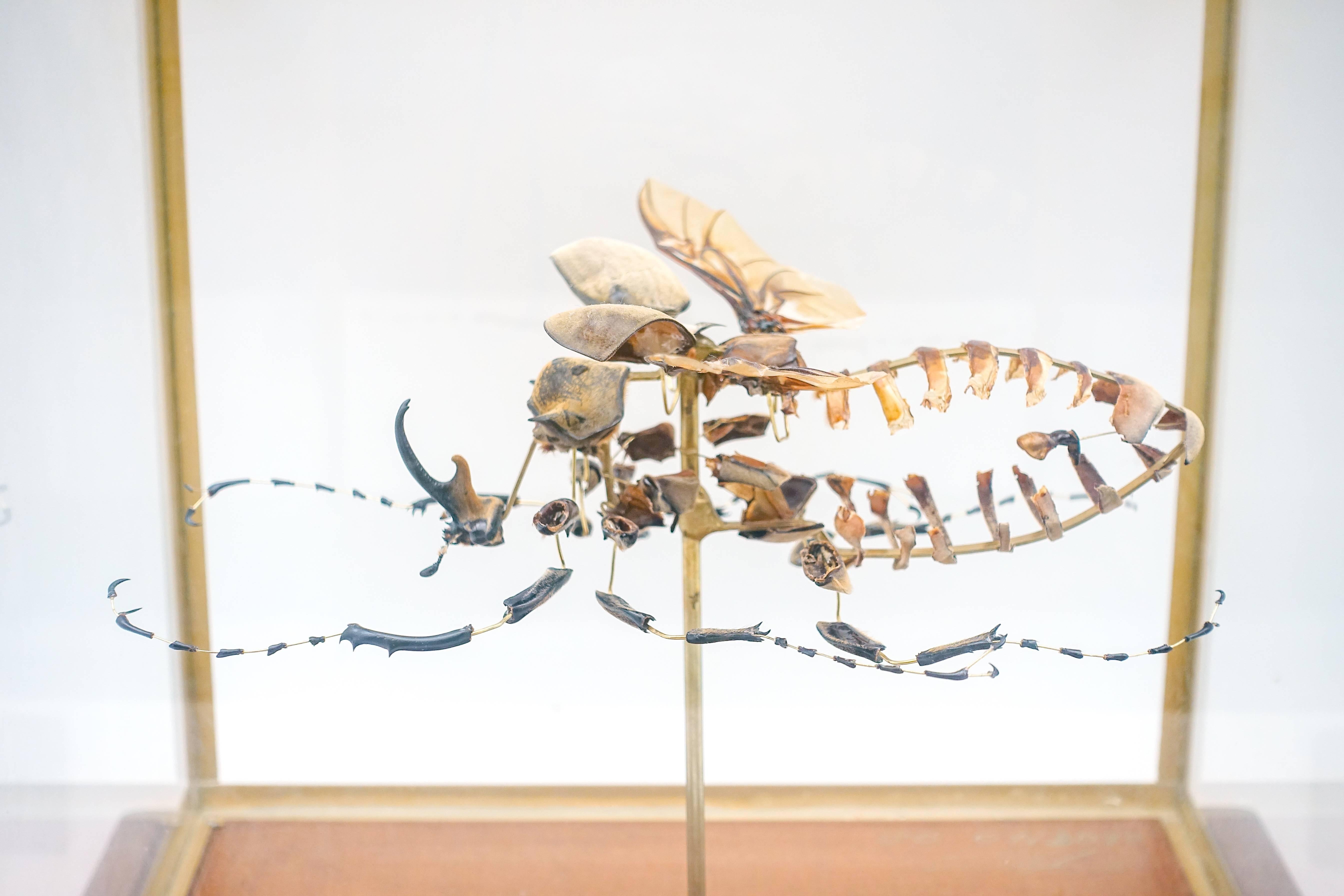 Deconstructed elephant beetle (Megasoma Elephas) in a glass case by Olivier Violo. Meticulously mounted in the style of French anatomist Claude Beauchene.