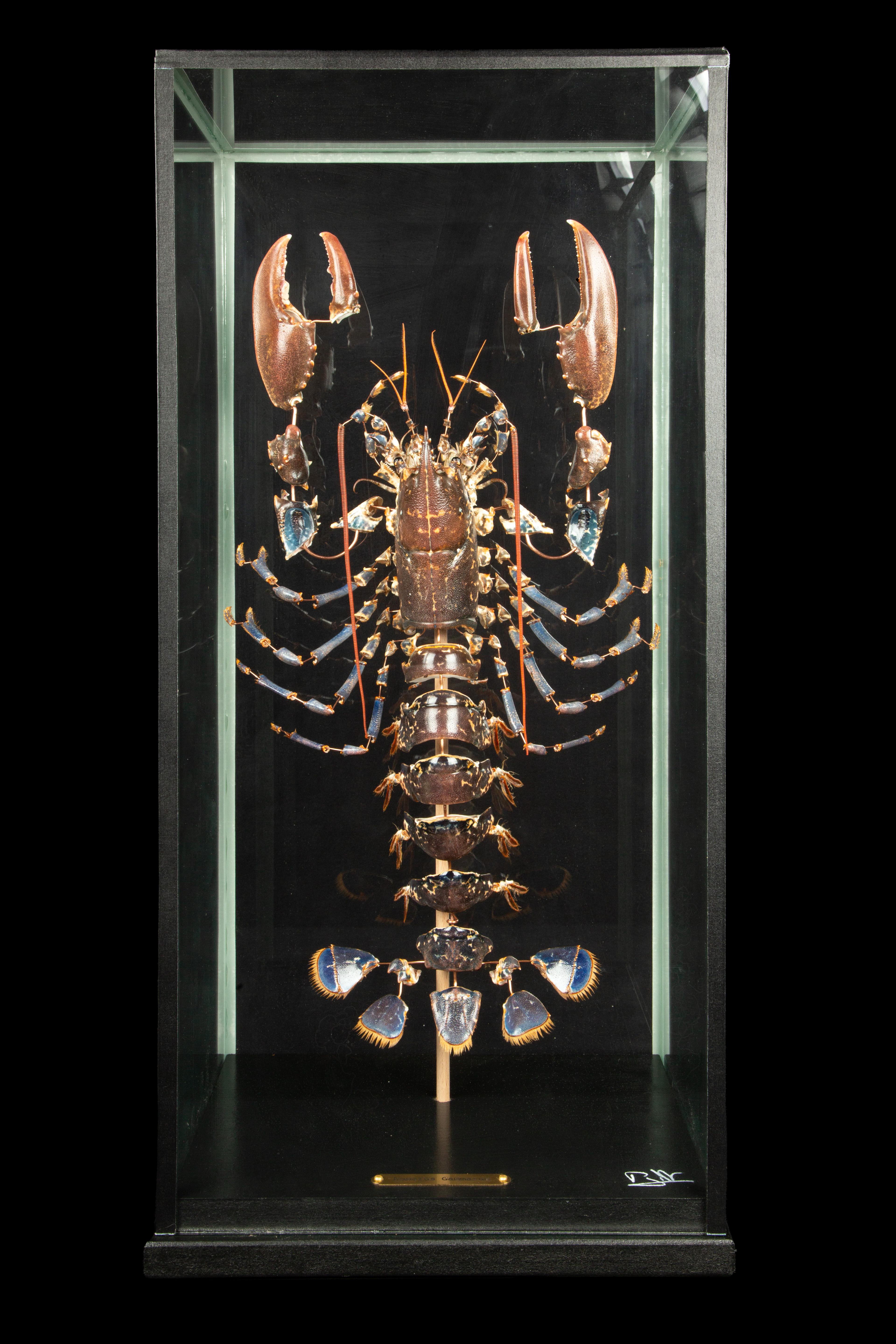 Deconstructed European Lobster (Homarus Gammarus) Under Custom Glass Case.

The European lobster, also referred to as the common lobster or Homarus gammarus, belongs to the clawed lobster family and inhabits the eastern Atlantic Ocean, the