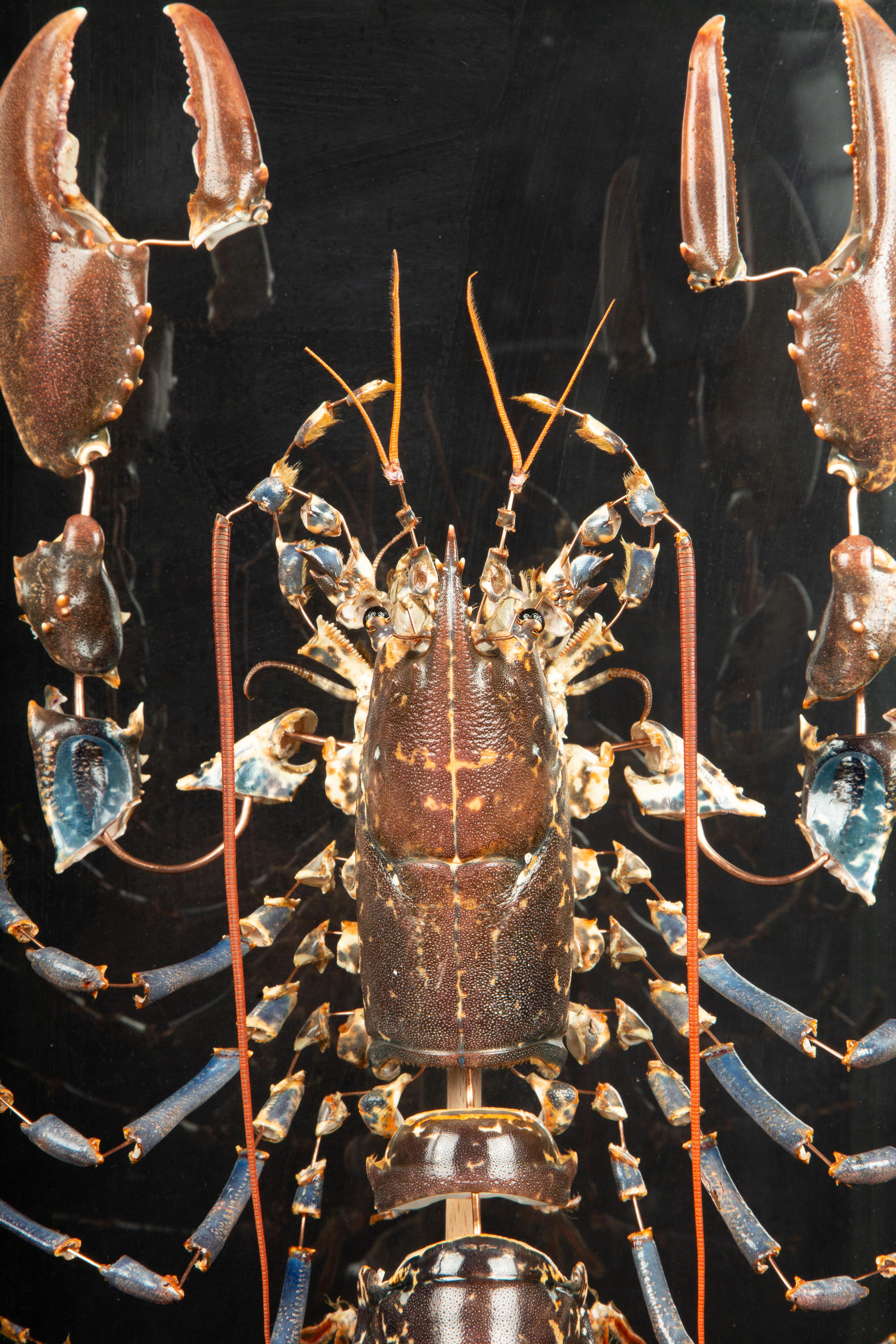 skeleton lobster