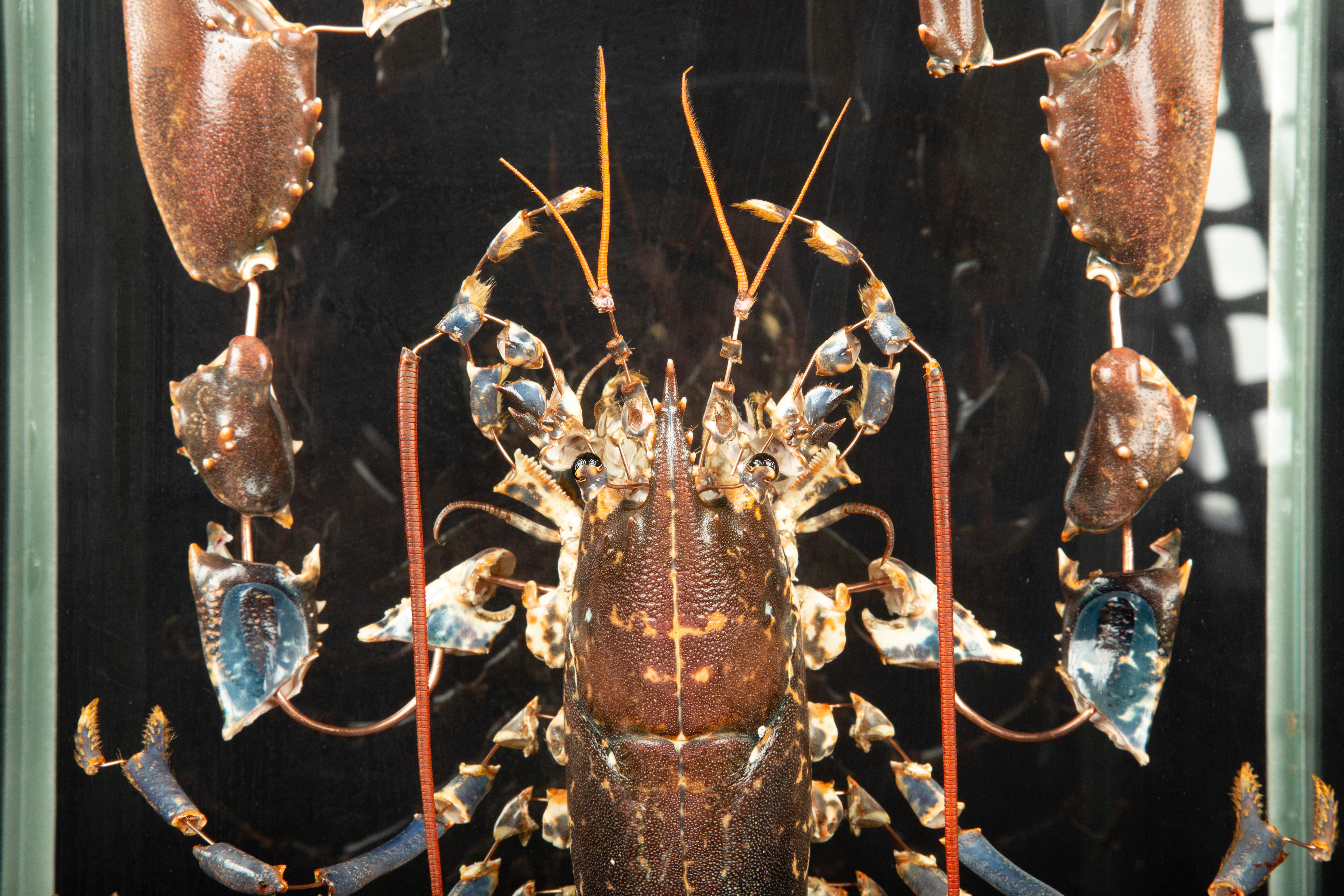 lobster skeleton