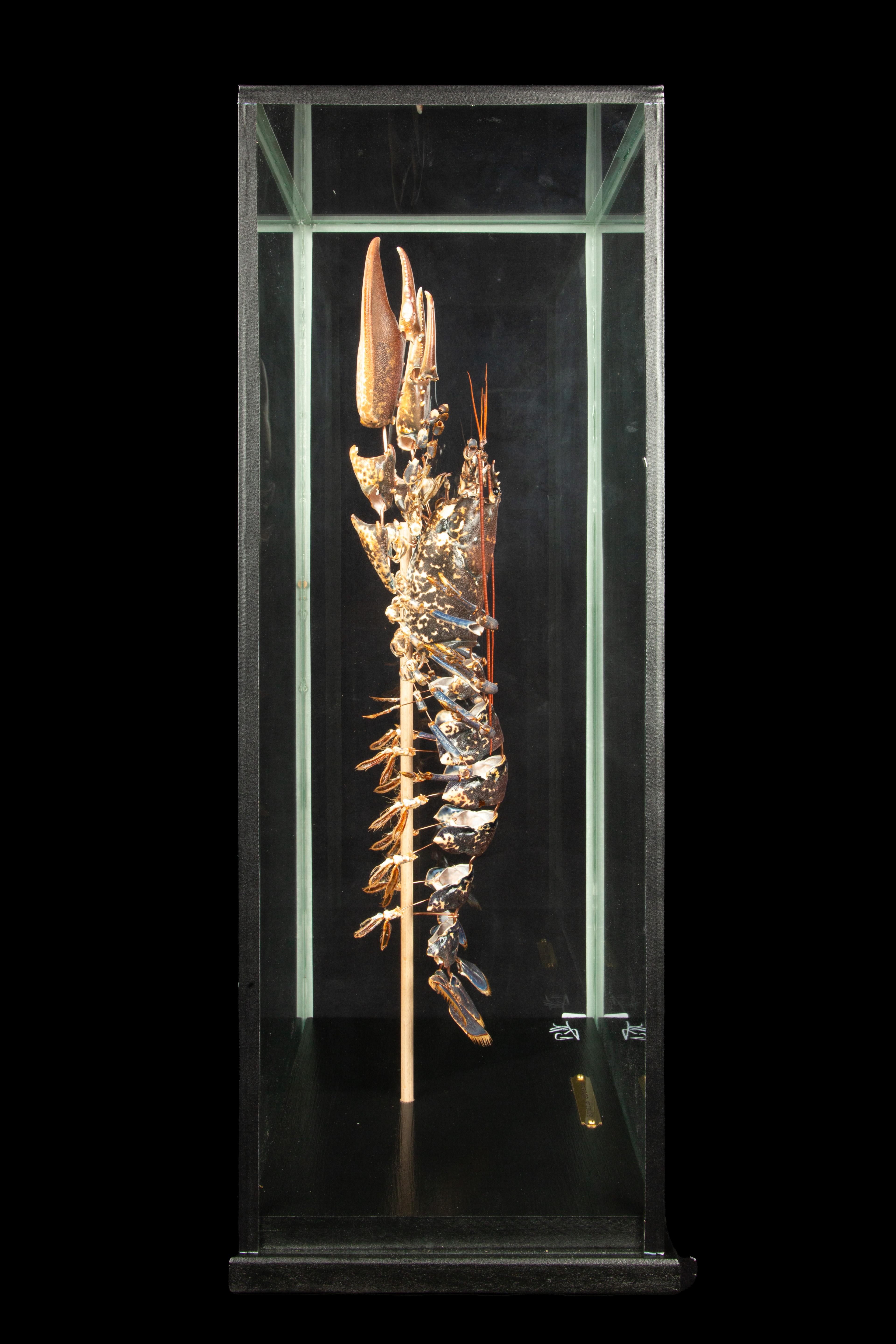 Other Deconstructed European Lobster (Homarus Gammarus) Under Custom Glass Case