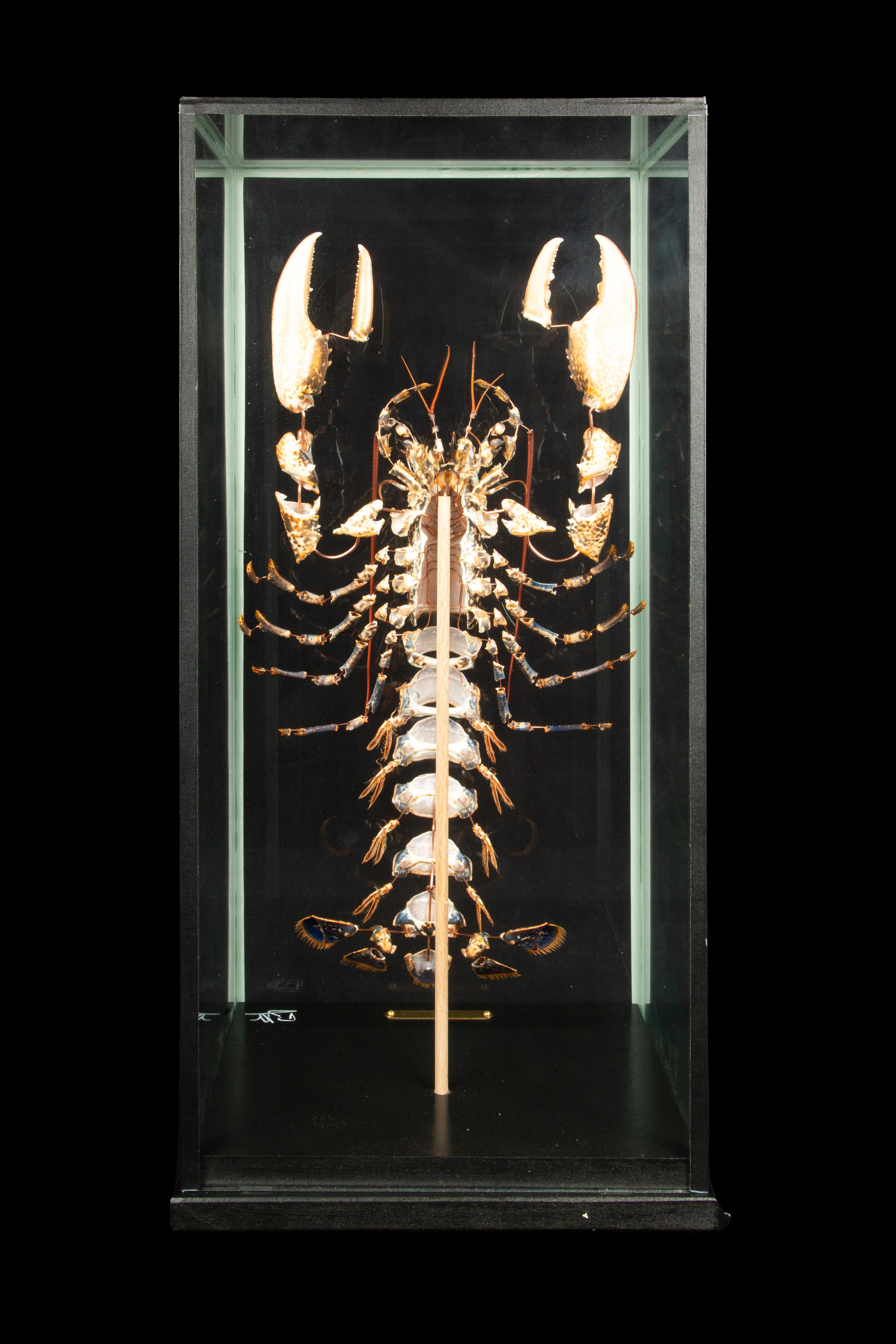 French Deconstructed European Lobster (Homarus Gammarus) Under Custom Glass Case