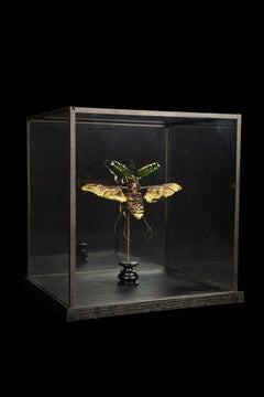 Deconstructed Hercules Beatle (Dynastes Tityus) Under Custom Glass Case