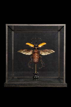 Étui en verre déconstruit Hercules Beatle (Dynastes Tityus)