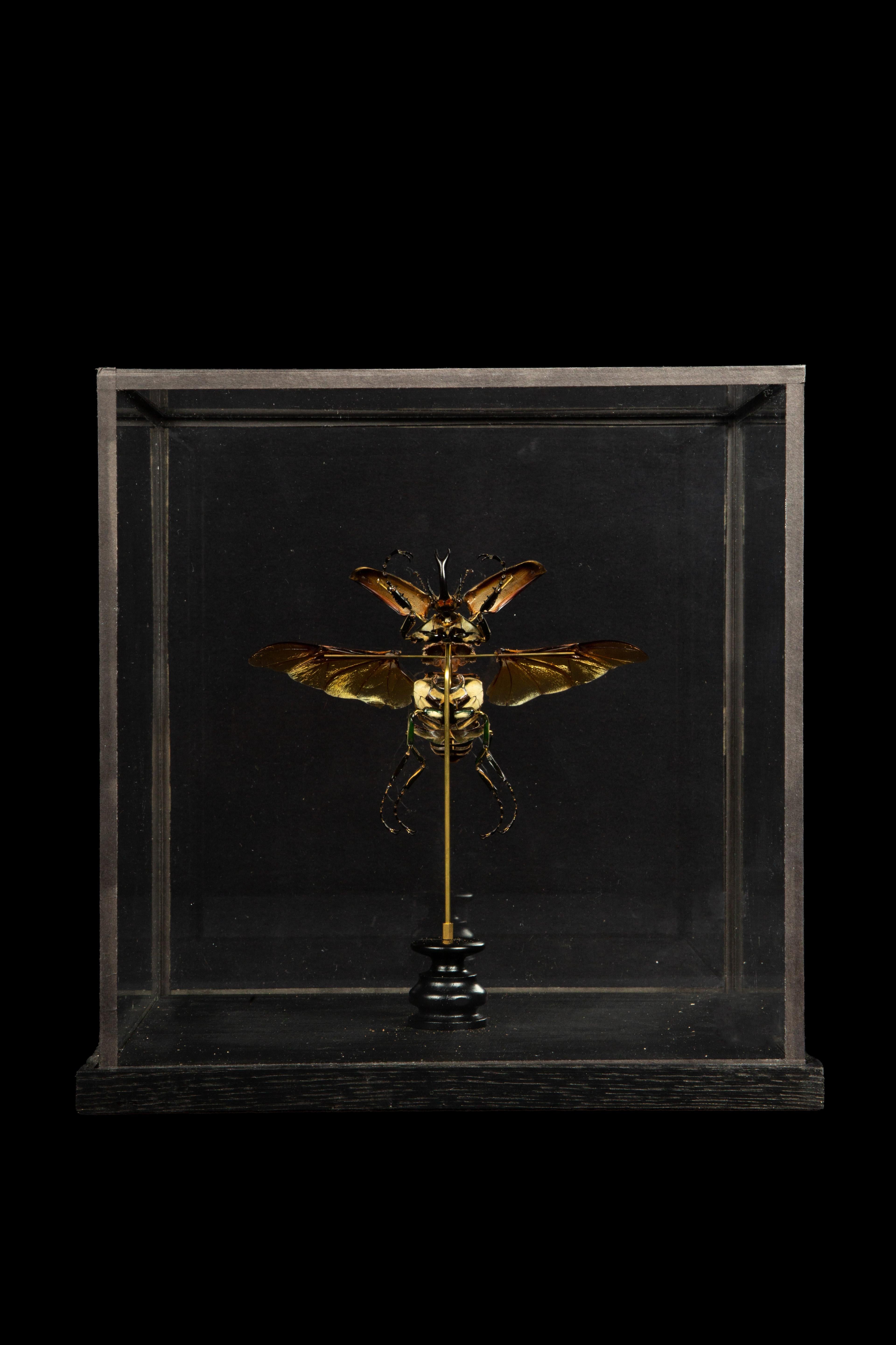 French Deconstructed Hercules Beatle (Dynastes Tityus) Under Custom Glass Case
