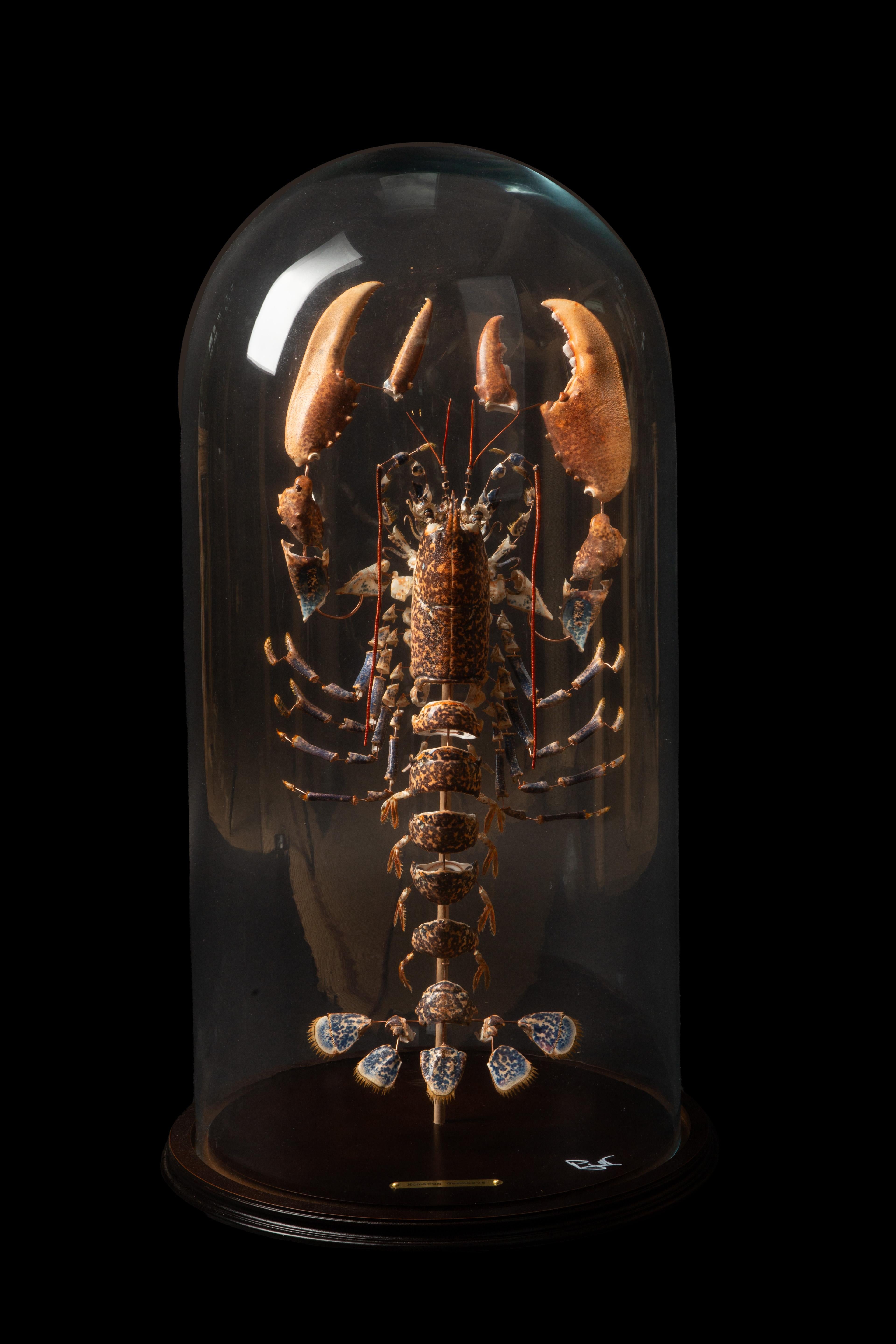 Dekonstruierter Hummer (Homarus Gammarus) unter einer Glaskuppel.

Der Europäische Hummer, wissenschaftlich als Homarus gammarus oder gemeinhin als Gemeiner Hummer bekannt, ist eine Hummerart mit Scheren, die im östlichen Atlantik, im Mittelmeer und