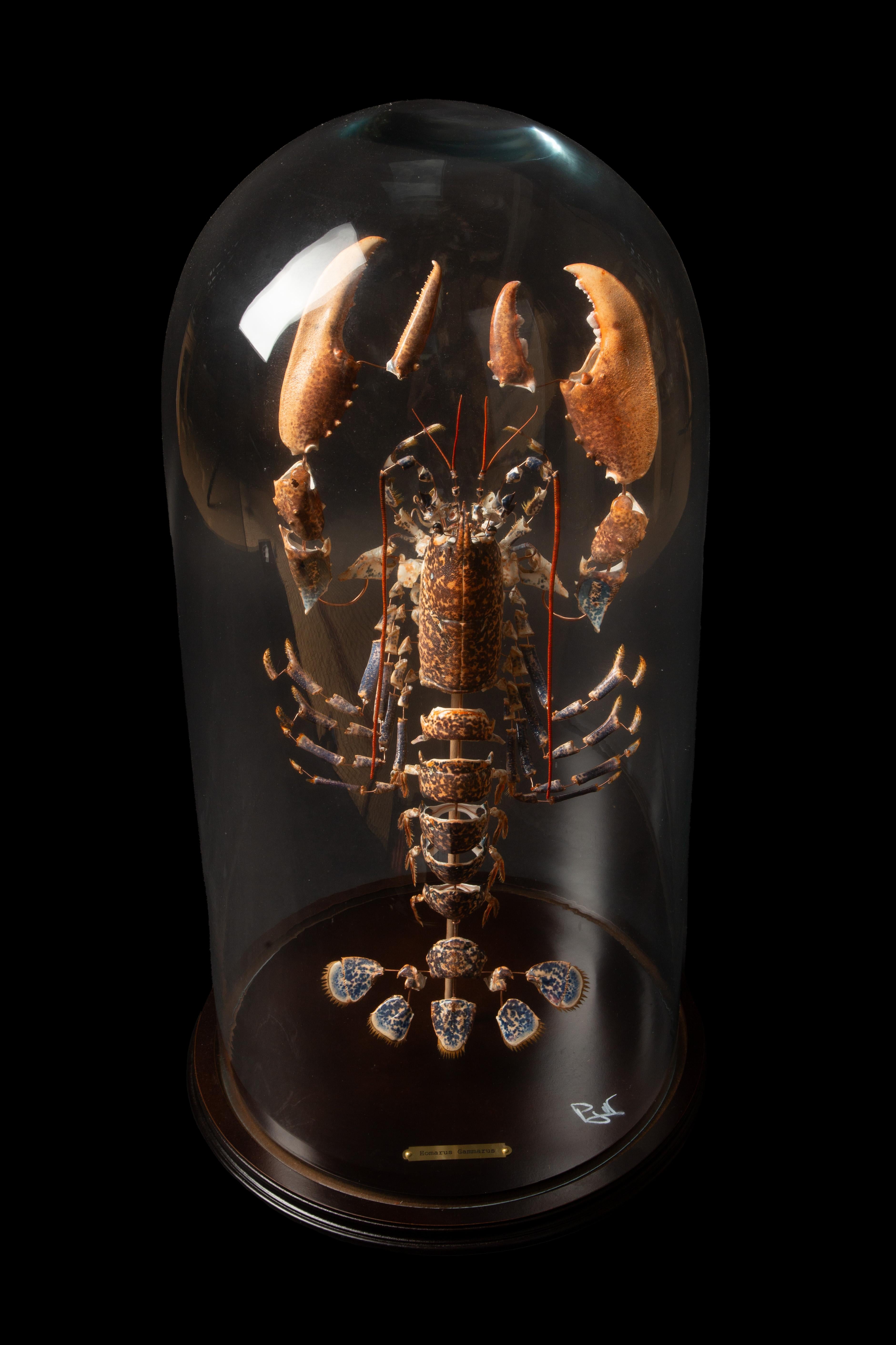 Deconstructed Lobster (Homarus Gammarus) Specimen Under Glass Dome In New Condition For Sale In New York, NY