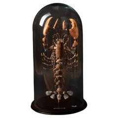 Deconstructed Lobster (Homarus Gammarus) Specimen Under Glass Dome
