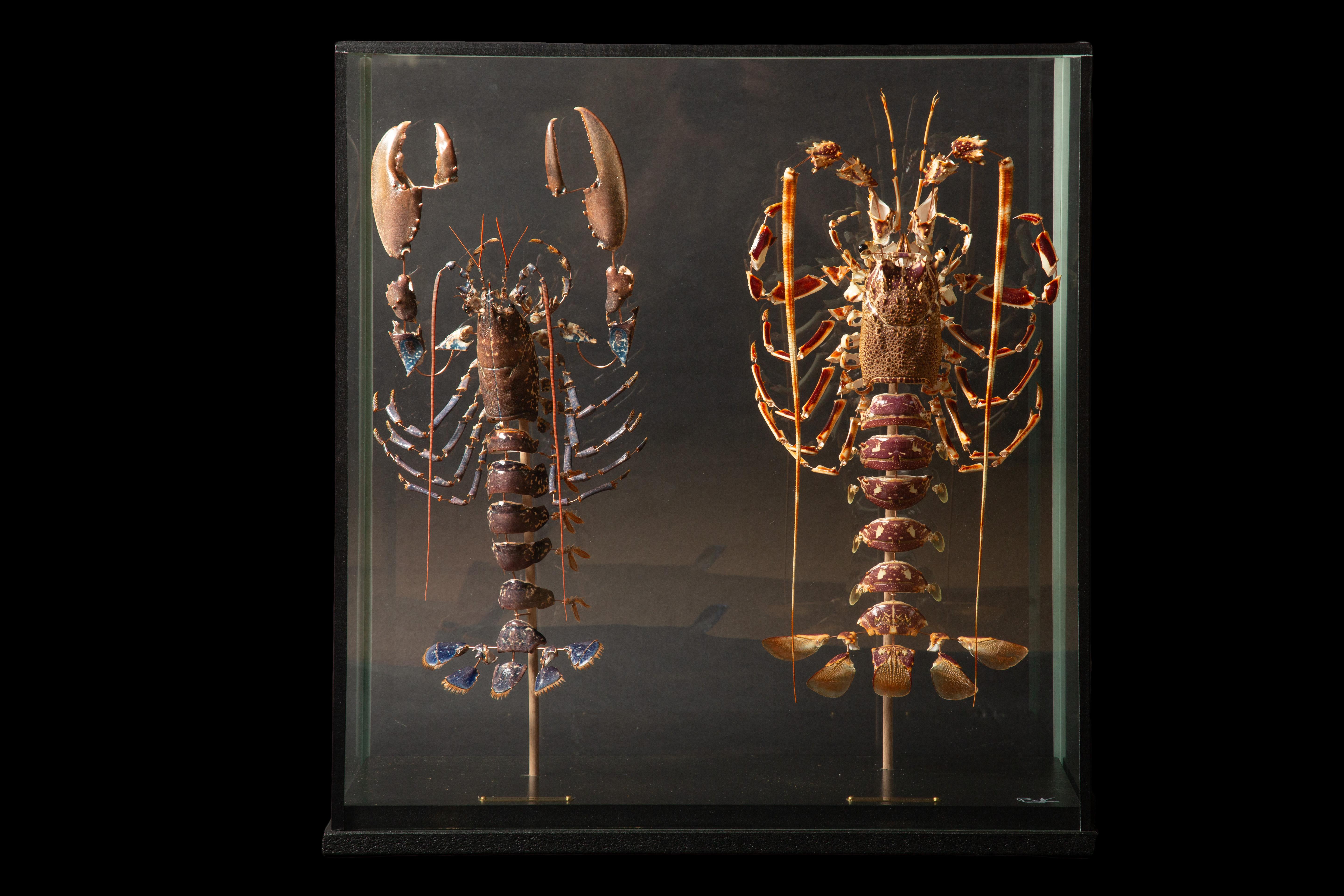 Deconstructed Lobster Pair (Homeras Gammarus) (Palinurus Elephas) Under a Custom Glass Case

Homarus gammarus, known as the European lobster or common lobster, is a species of clawed lobster from the eastern Atlantic Ocean, Mediterranean Sea and