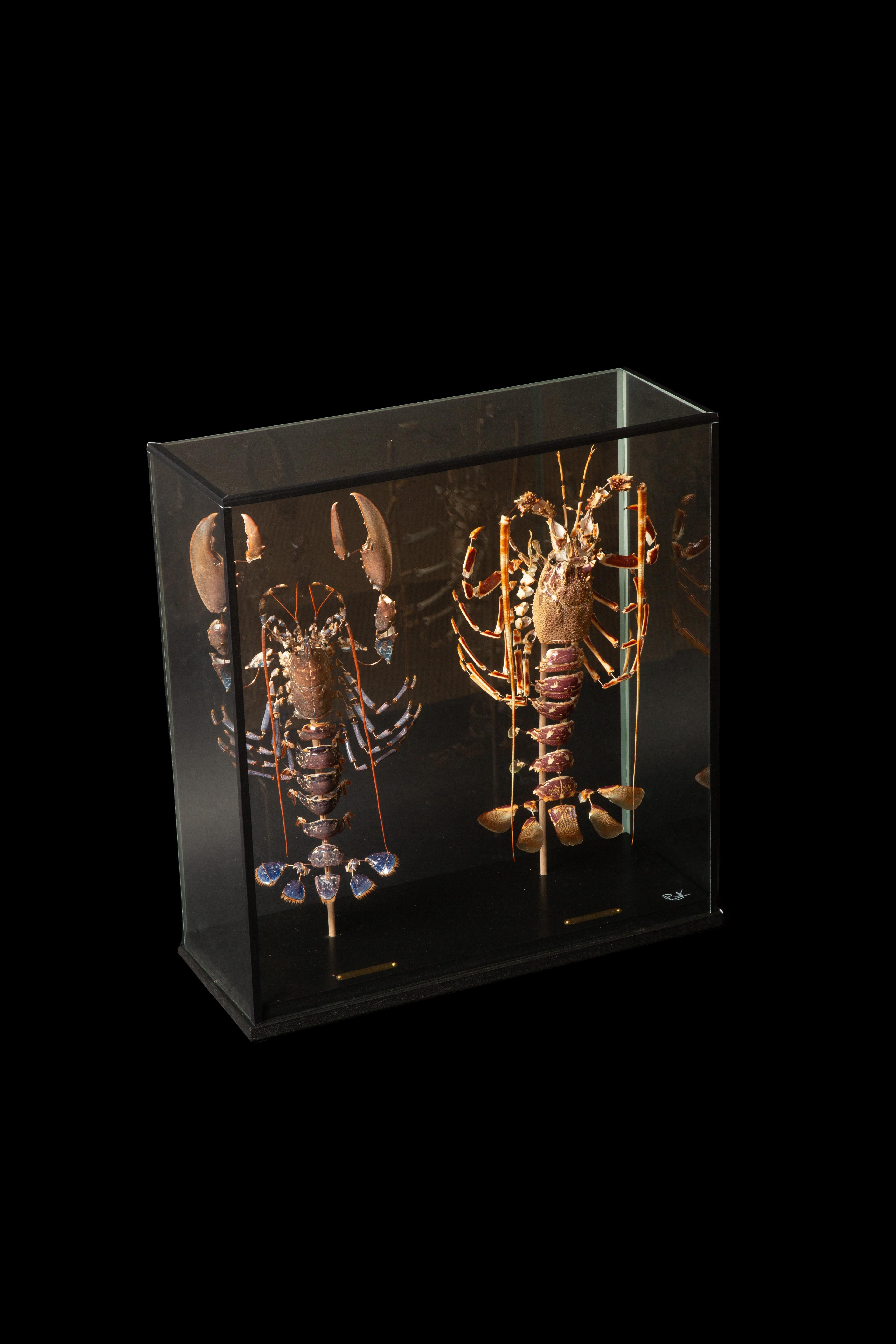 Autre Paire de homards déconstruits (Homeras Gammarus) (Palinurus Elephas) sous verre  en vente