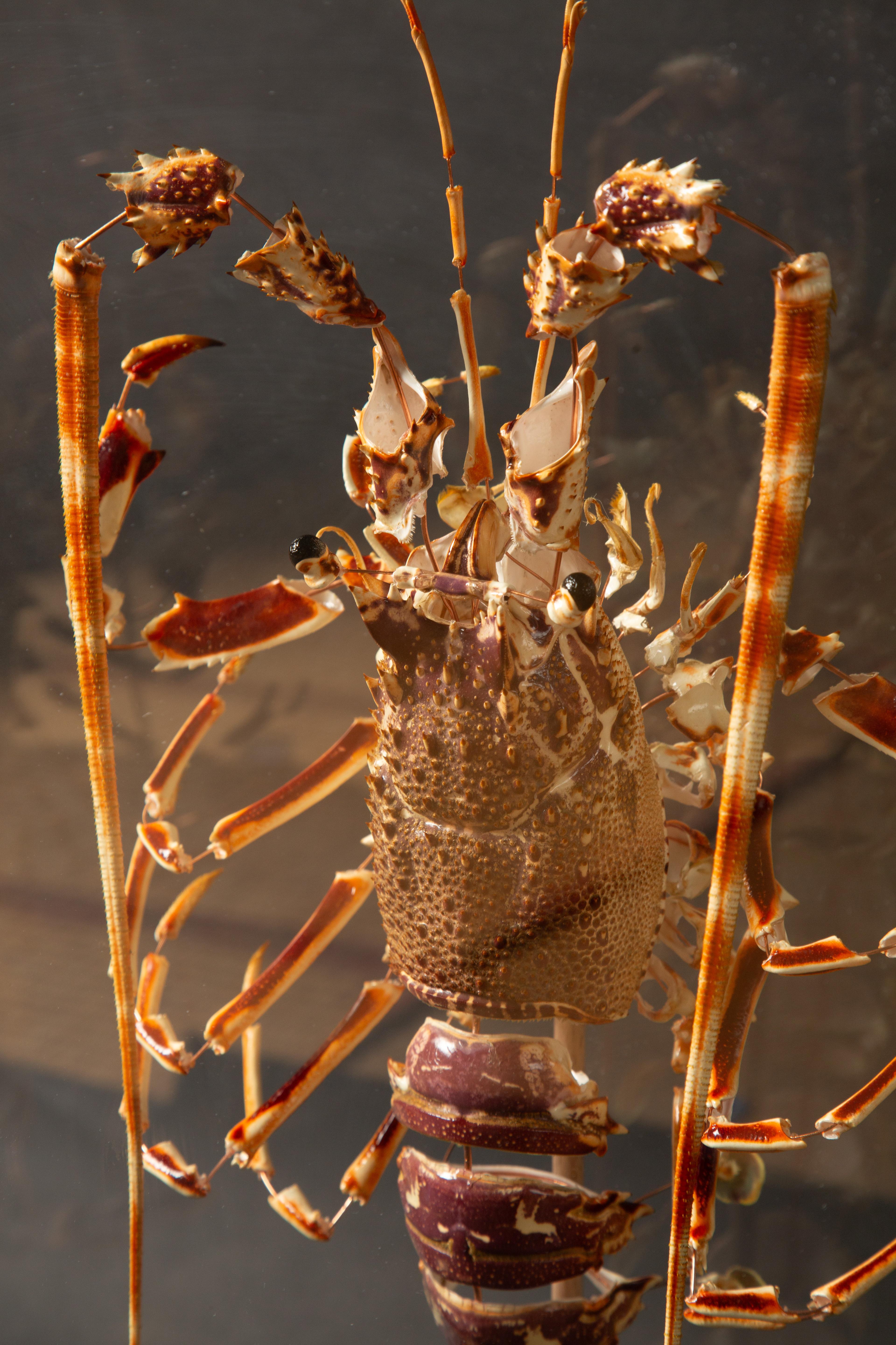 Other Deconstructed Lobster Pair (Homeras Gammarus) (Palinurus Elephas) Under Glass  For Sale