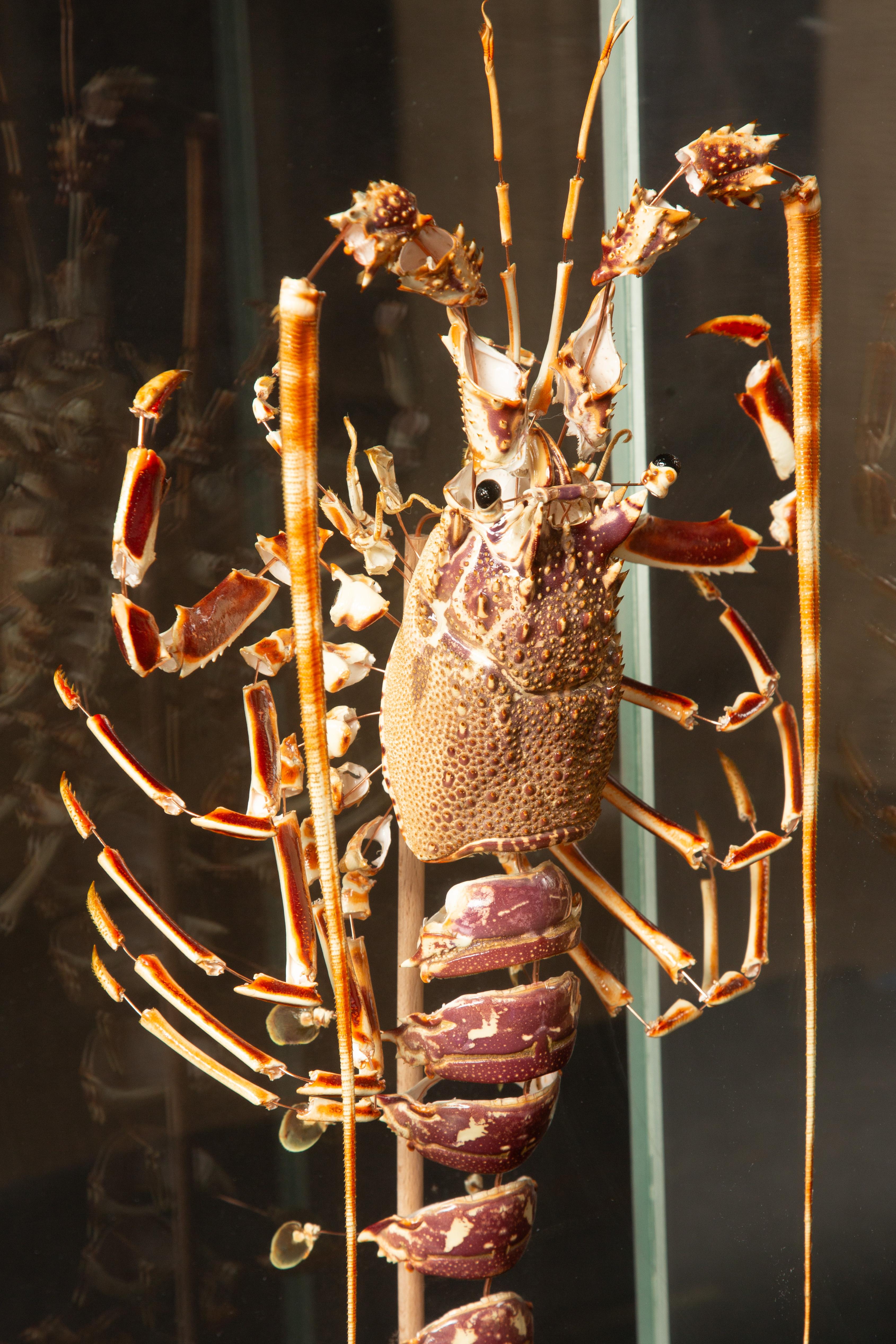 French Deconstructed Lobster Pair (Homeras Gammarus) (Palinurus Elephas) Under Glass  For Sale
