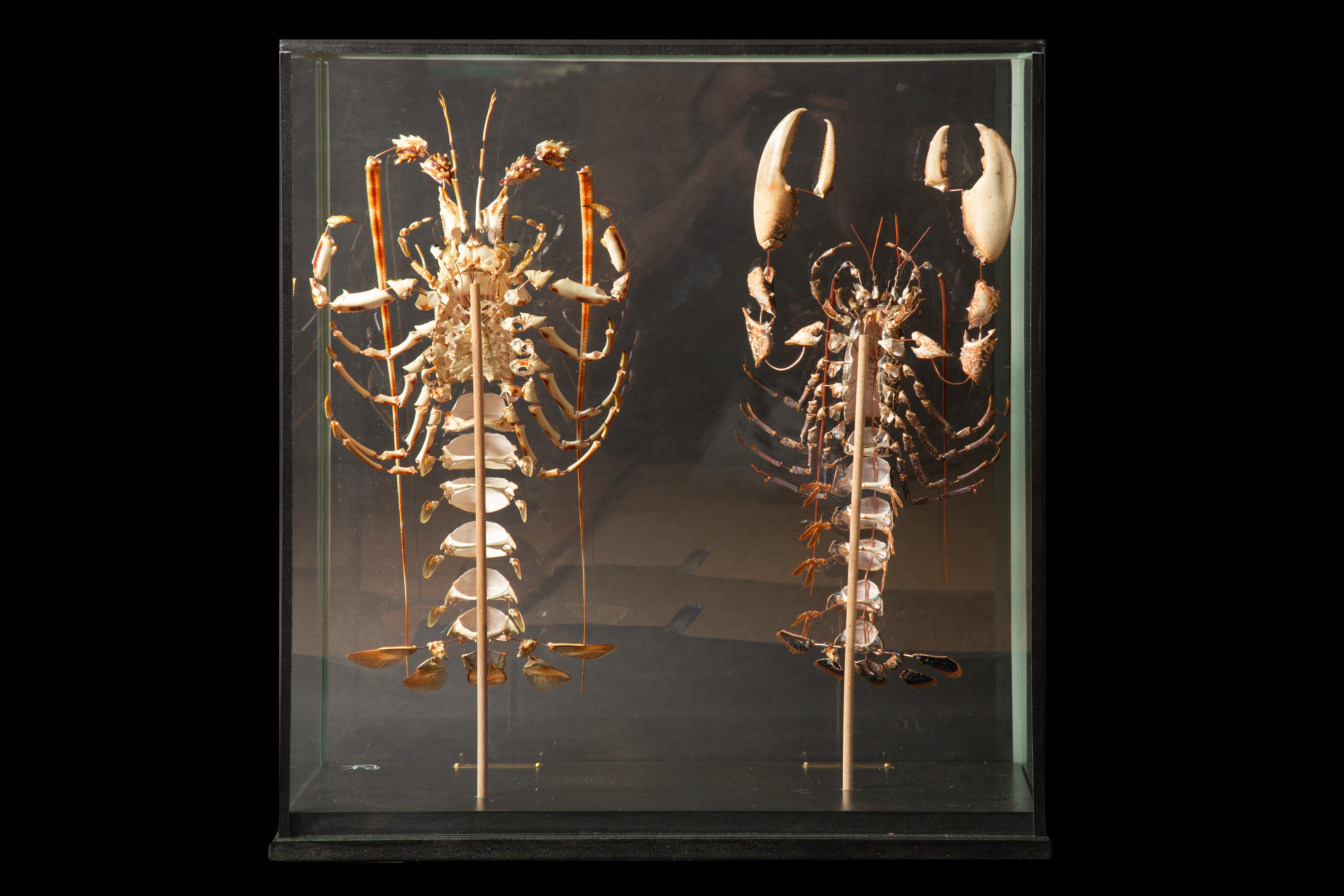 Conchiglia Coppia di aragoste decostruite (Homeras Gammarus) (Palinurus Elephas) sotto vetro in vendita