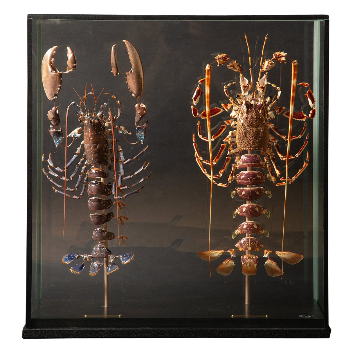 Coppia di aragoste decostruite (Homeras Gammarus) (Palinurus Elephas) sotto vetro in vendita