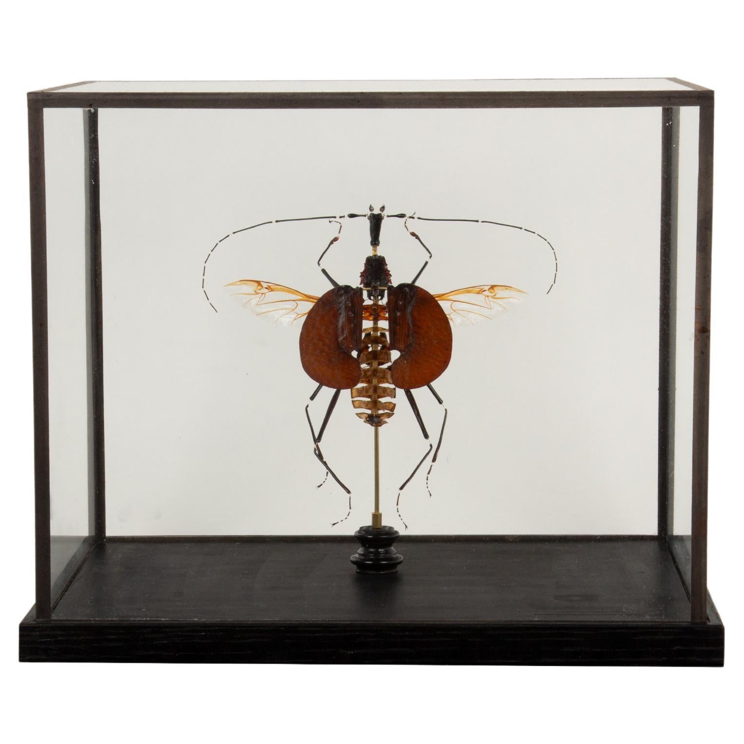 Deconstructed Mormolyce phyllodes: A Modern Artisanal Masterpiece