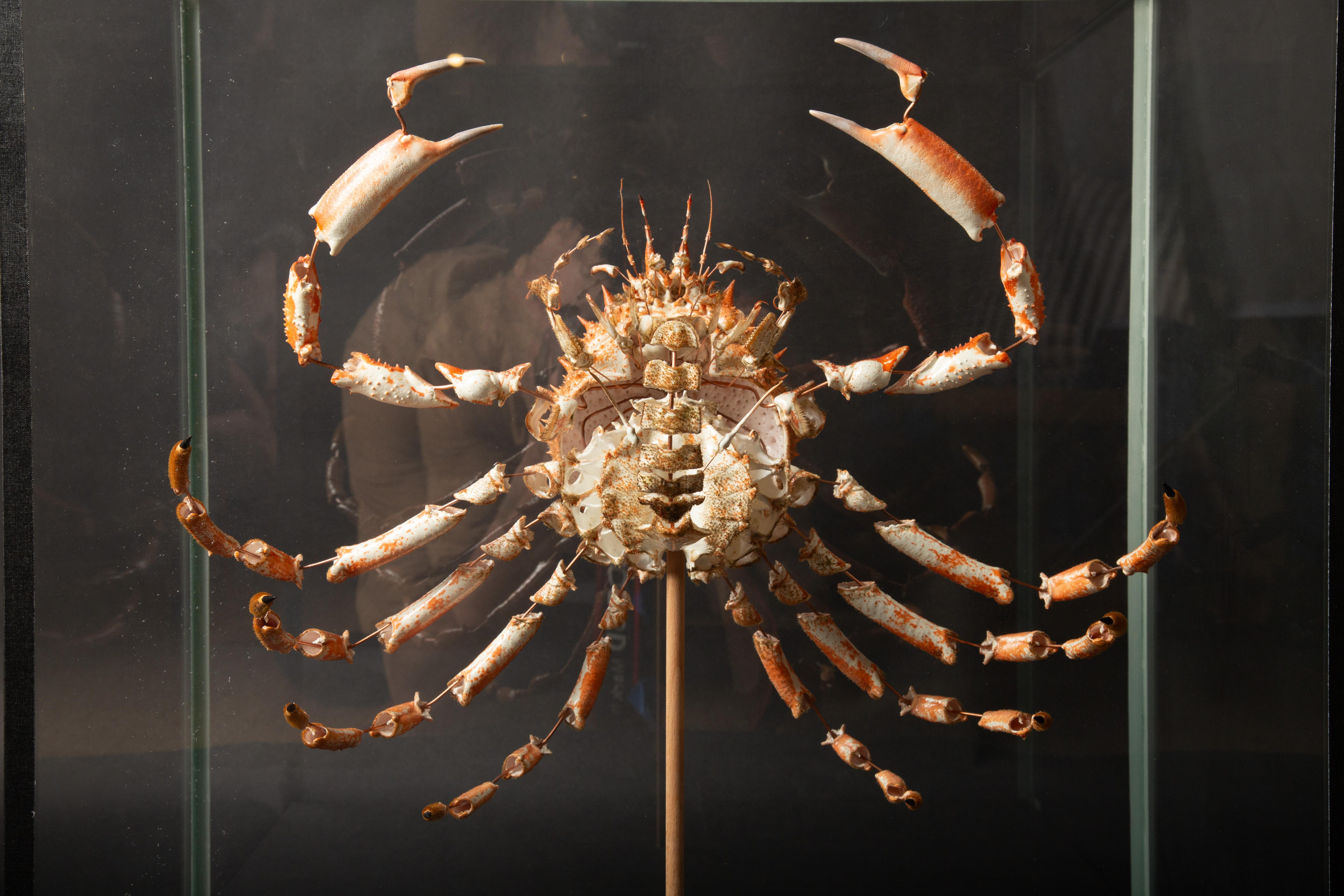 Deconstructed Spiny Spider Crab (Maja Brachydactyla) Specimen Under Custom Glass Case.

Maja brachydactyla belongs to the Majidae family and is a type of crab. Initially considered a subspecies of M. squinado, it was later identified as a distinct