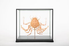 Deconstructed Spiny Spider Crab (Maja Brachydactyla) Specimen Under Glass Case