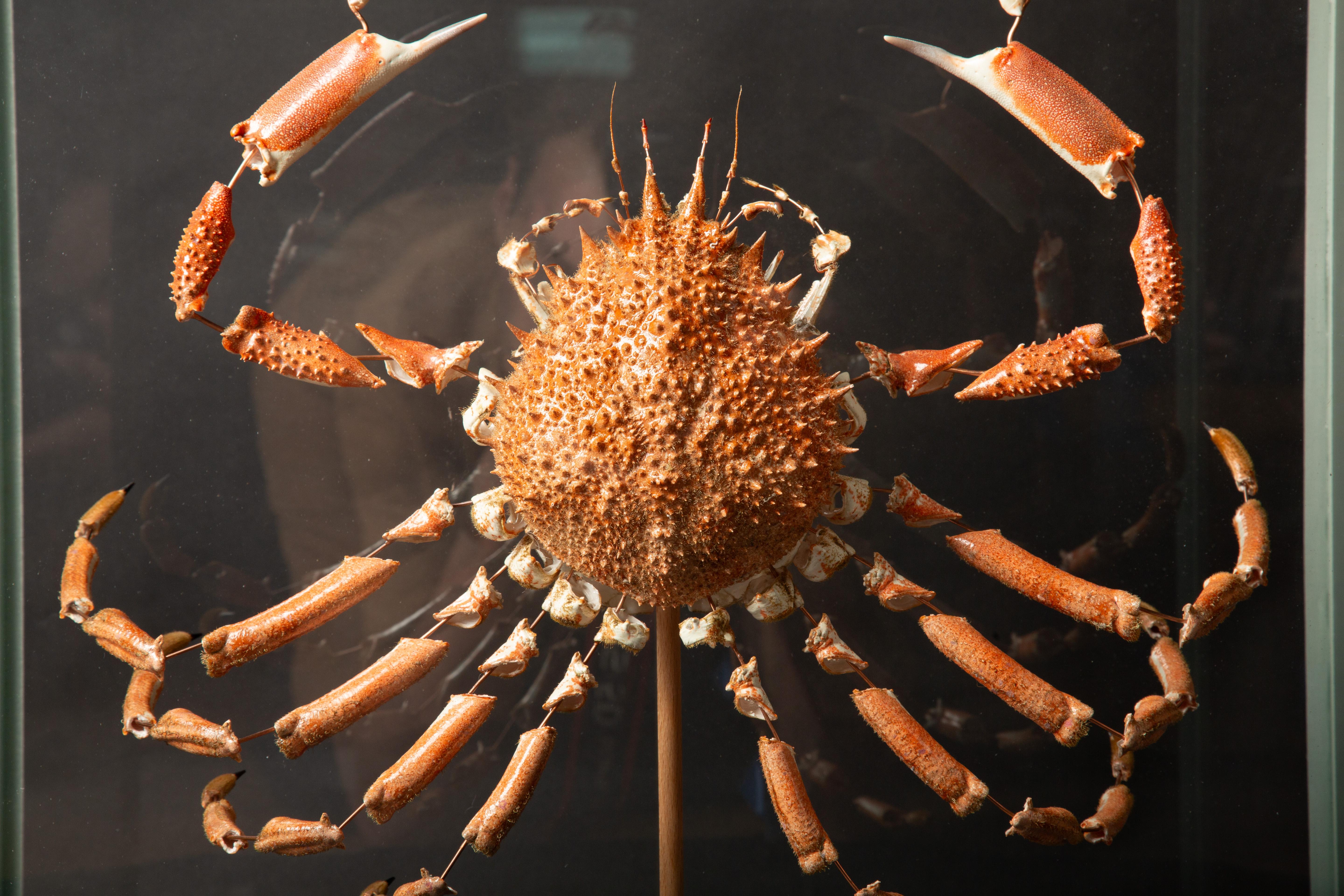 Other Deconstructed Spiny Spider Crab (Maja Brachydactyla) Specimen Under Glass Case For Sale