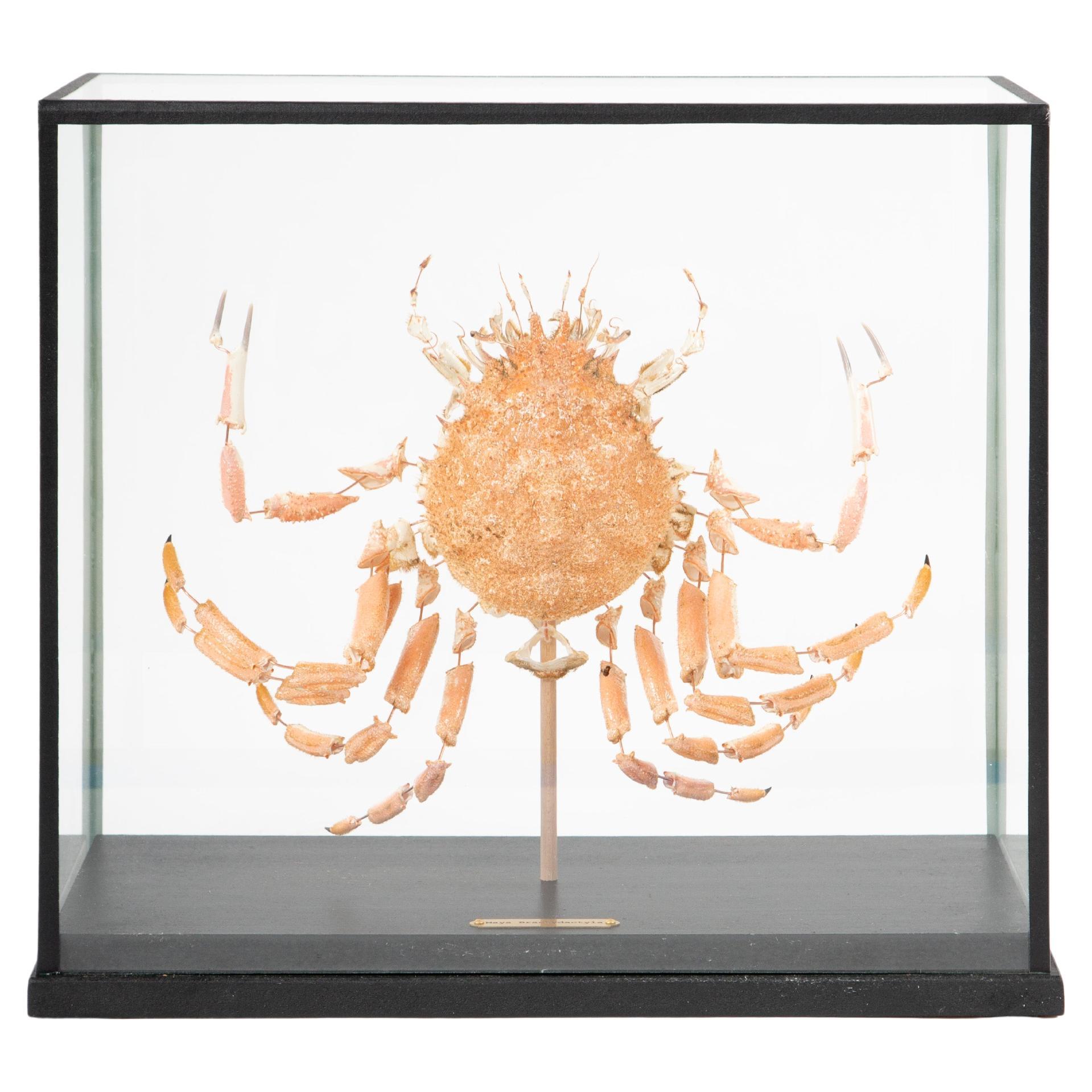 Deconstructed Spiny Spider Crab (Maja Brachydactyla) Specimen Under Glass Case For Sale