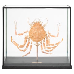 Deconstructed Spiny Spider Crab (Maja Brachydactyla) Specimen Under Glass Case