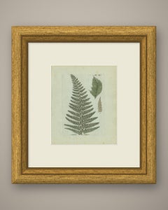 Decorative 19th Century Hand-Colored Fern Engraving, Aspidium lobatum, 1806-1809