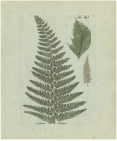 Decorative 19th Century Hand-Colored Fern Engraving, Aspidium lobatum, 1806-1809