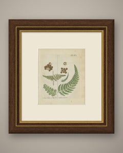 Decorative 19th Century Hand-Colored Fern Engraving, Aspidium obtusum, 1806-1809