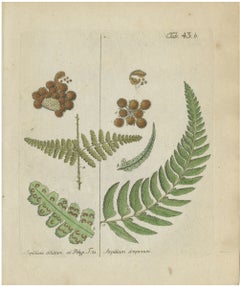 Decorative 19th Century Hand-Colored Fern Engraving, Aspidium obtusum, 1806-1809