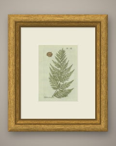 Decorative 19th Century Hand-Colored Fern Engraving, Aspidium setosum, 1806-1809