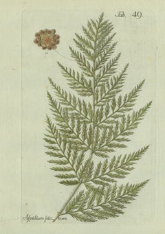 Decorative 19th Century Hand-Colored Fern Engraving, Aspidium setosum, 1806-1809